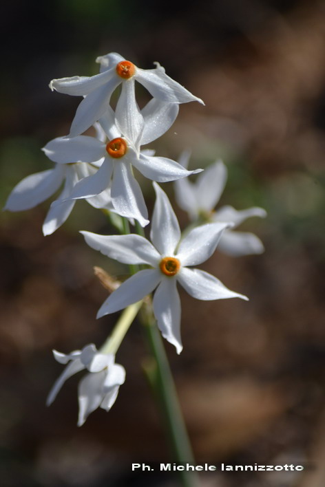 Narcissus obsoletus ?